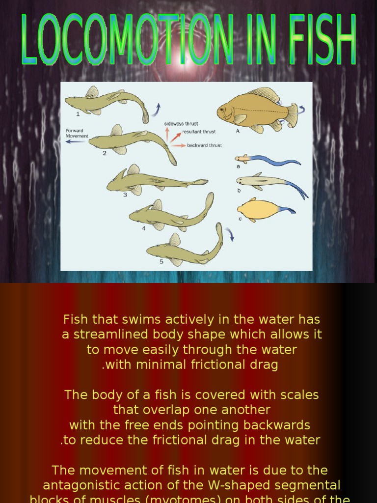 Locomotion in Fish | PDF | Science & Mathematics