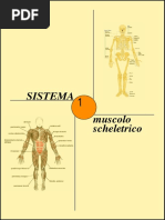 Appunti APPARATO LOCOMOTORE