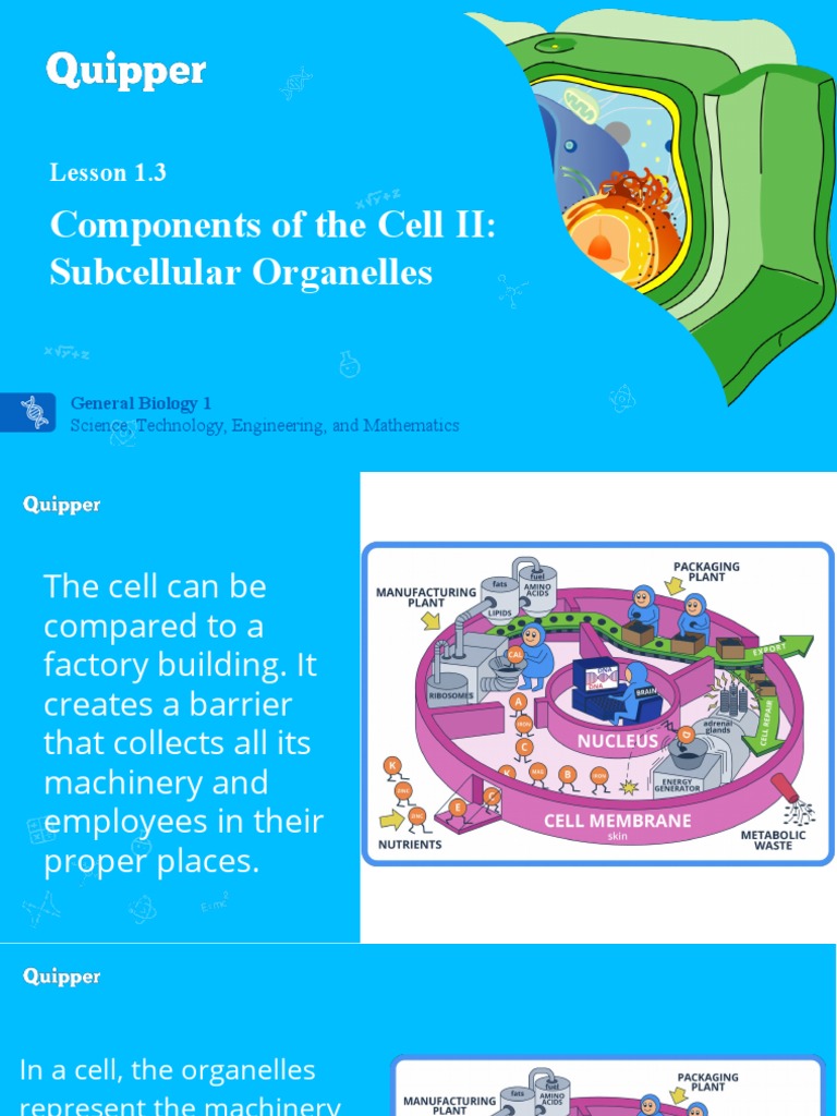 Bio1 11 - 12 Q1 0103 PF FD | PDF | Endoplasmic Reticulum | Cell Nucleus