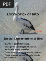 Download Locomotion of Bird by ridwan SN4801762 doc pdf