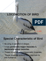 Locomotion of Bird