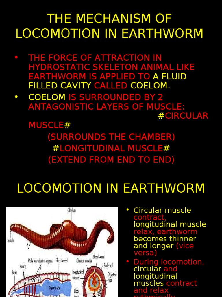 IN EARTHWORM