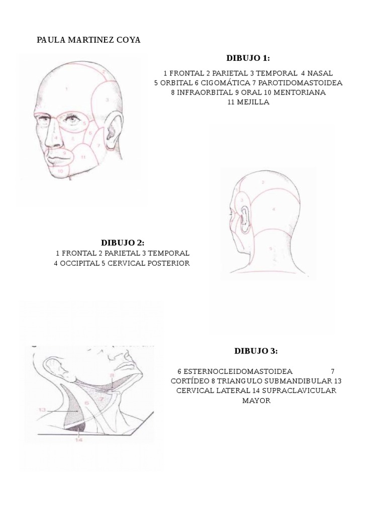 Regiones Corporales de Anatomia. | PDF