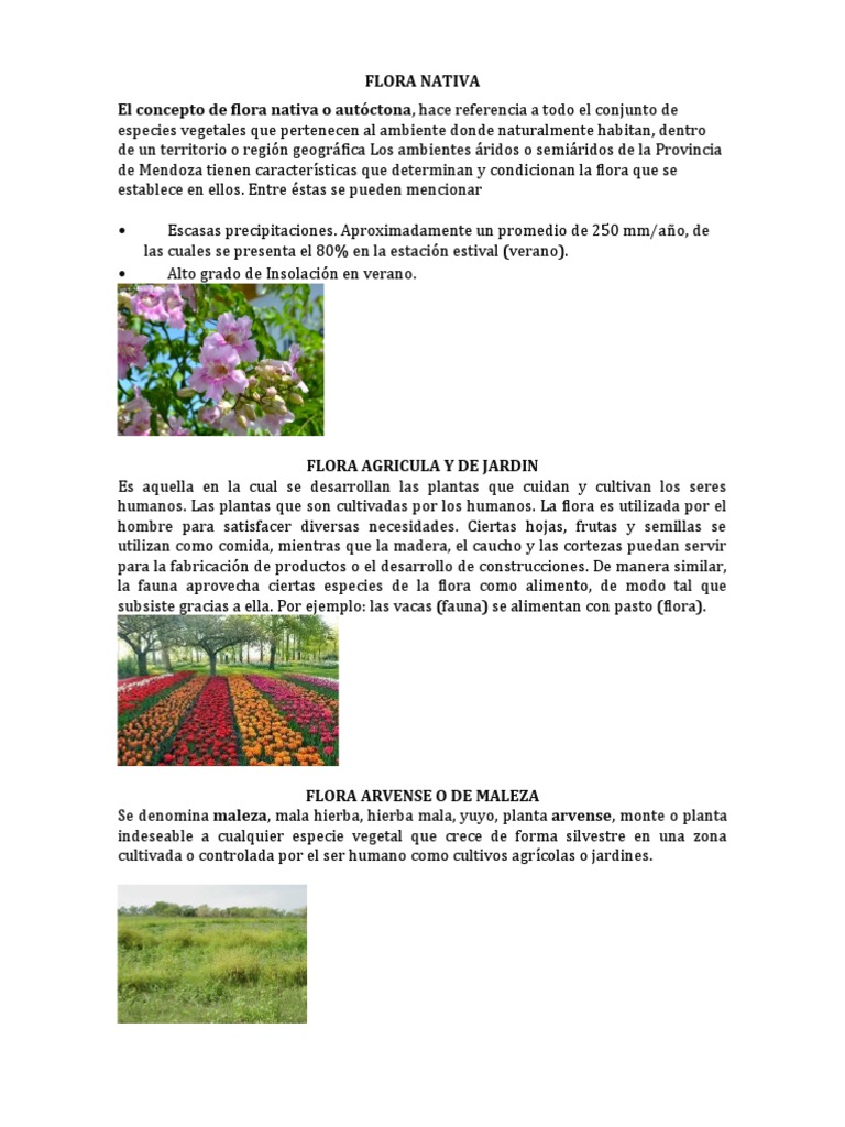 5 Tipos De Flora : Tipos de flora intestinal – YBZGM