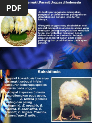 Penyakit Pada Unggas Parasit Pdf