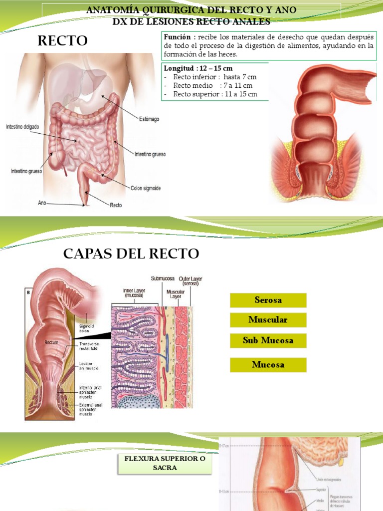 Anatomía y Función del Recto y Ano | PDF | Recto | Enfermedad de Crohn