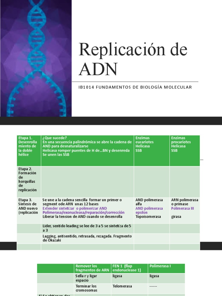 Replicación Semidiscontinua del ADN | PDF | Replicación De Adn | Adn