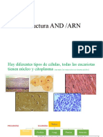 2estructura ADN ARN Transcripción