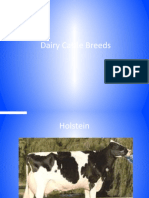 Dairy Cattle Breeds