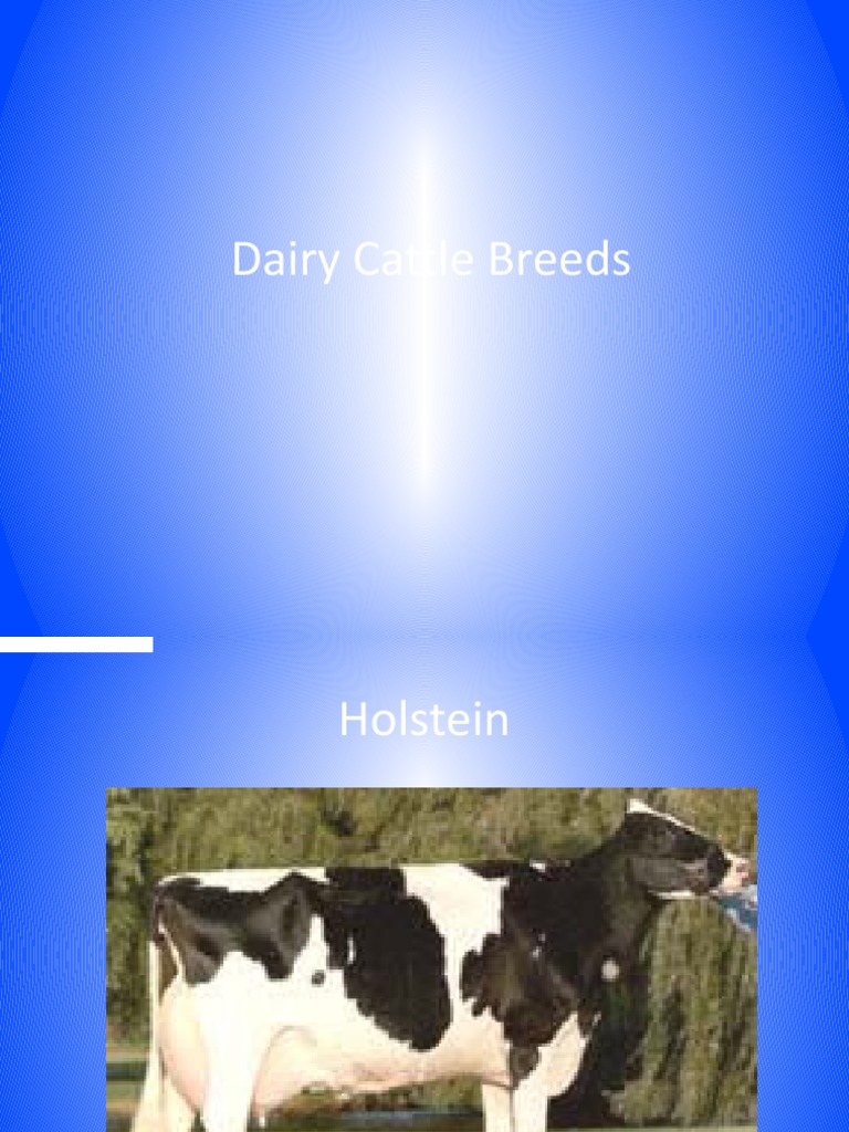 Dairy Cattle Breeds PDF