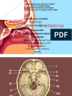 (NEUROANATOMI) Nervus I (Olfaktorius)