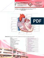 Cardiovascular Worksheet