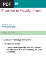 36- Planttransport Text