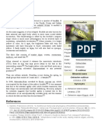 Yellow Boxfish PDF