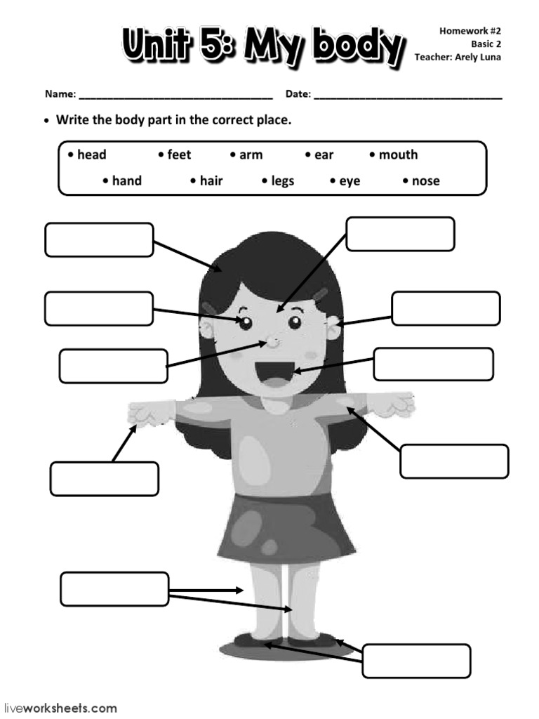 Body Parts Homework Worksheet | PDF