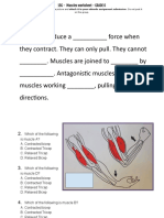 15G - Muscles Worksheet - GRADE 6