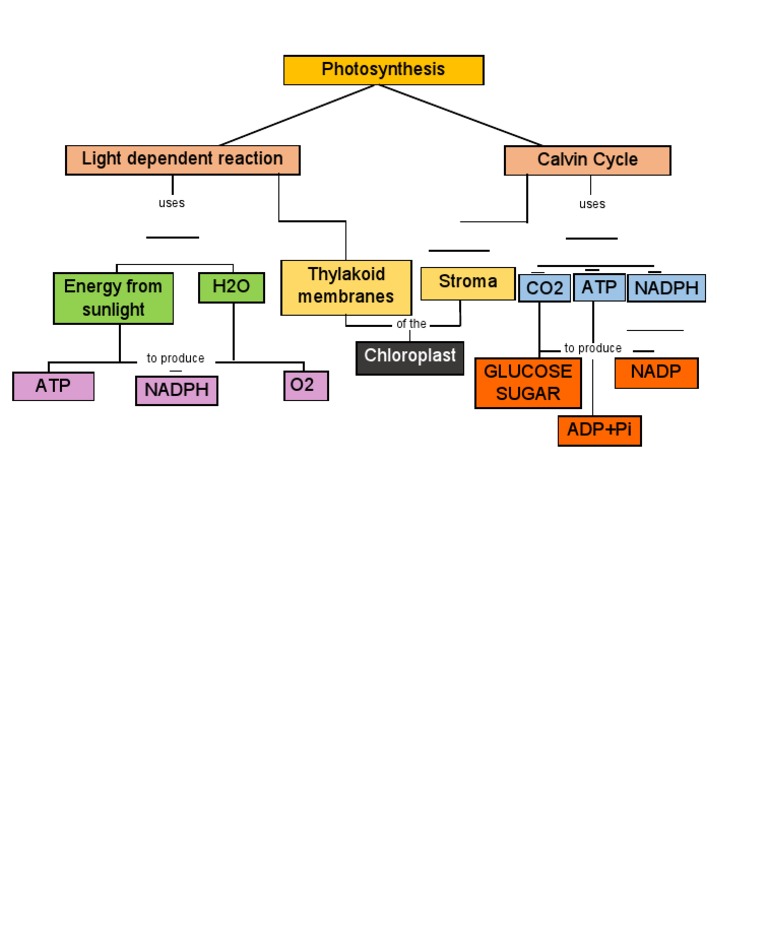 Photosynthesis | PDF