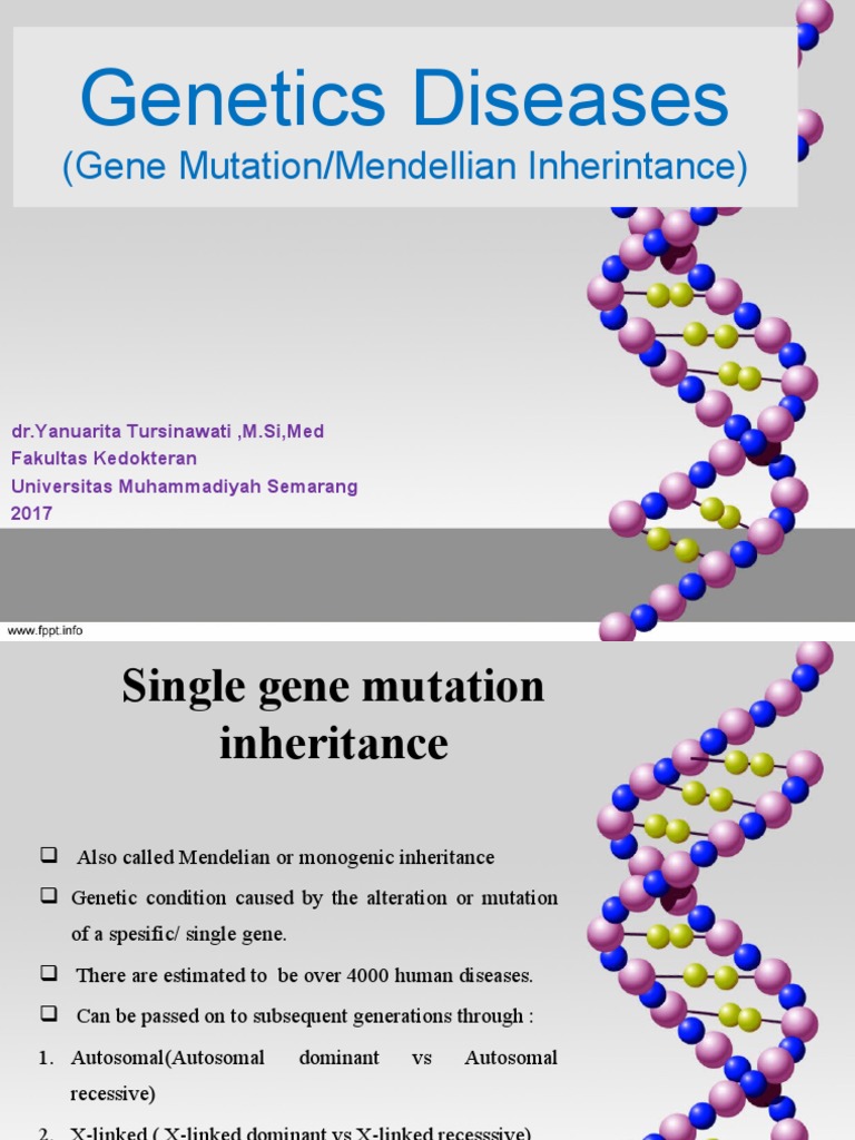 Mendelian Inheritance Single Gene Disorders Mendelian Inheritance