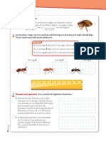 Pulgas medidas longitud 0.61-2.57 mm