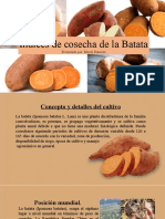 Batata