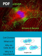 Cell Division: Mitosis & Meiosis