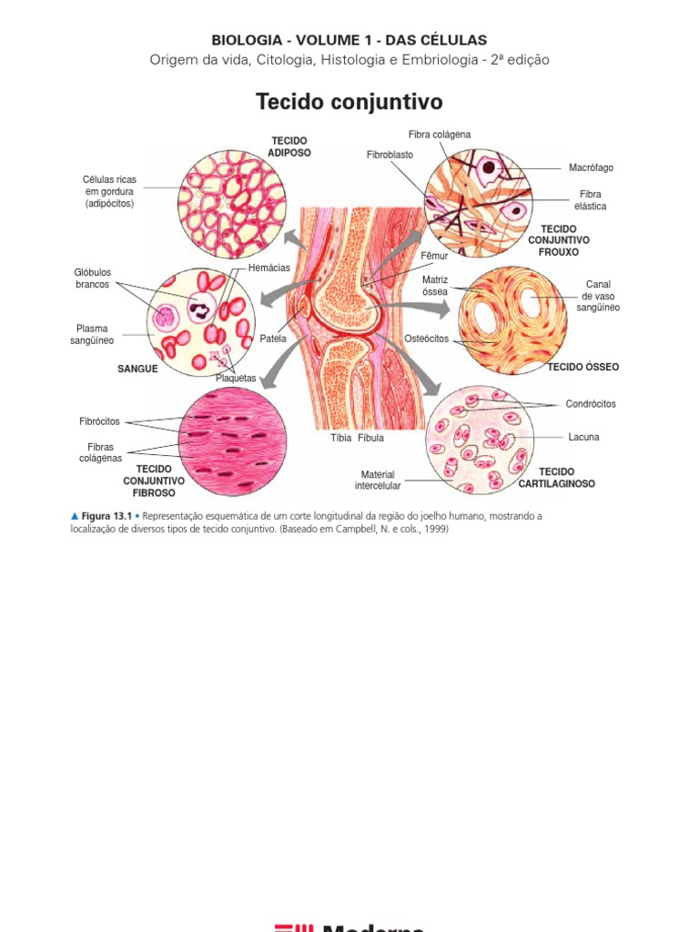 Tipos de Tecido Conjuntivo no Joelho | PDF | Osso | Sangue