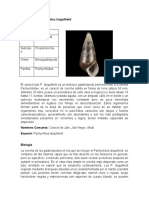 Caracol jute Pachychilus larguillierti: biología y ciclo de vida del molusco negro