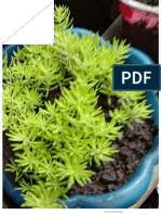 Meranao Green Moss.pdf