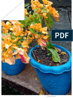 Planting has never been this exciting.pdf