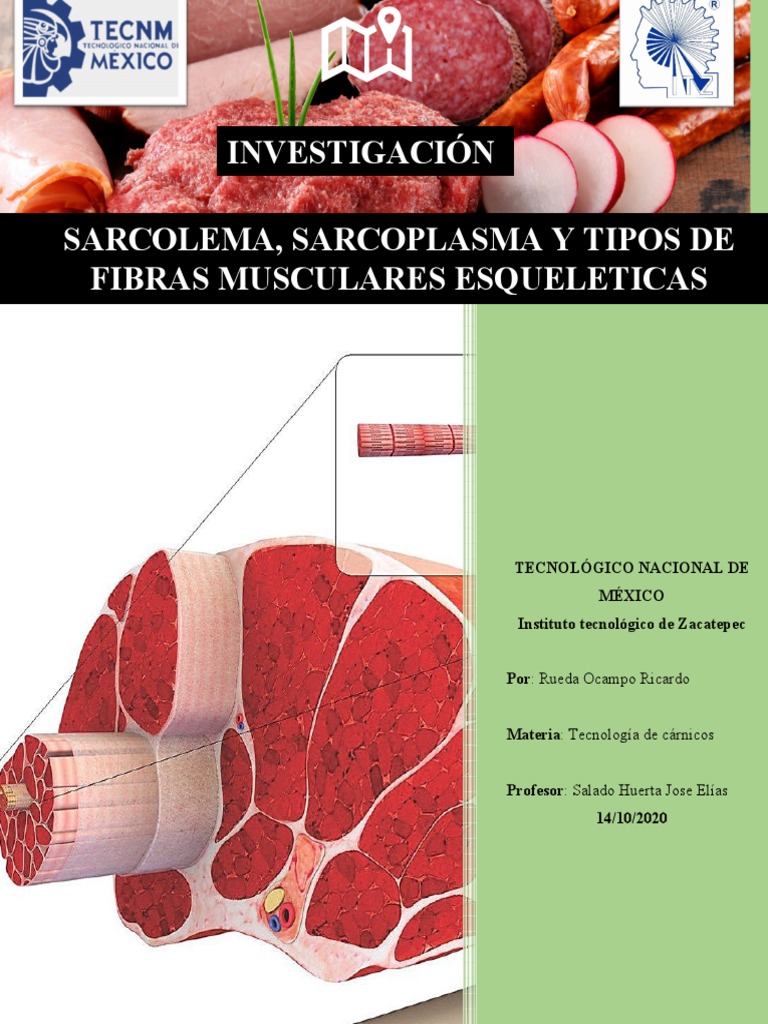 Fisiología general; un esbozo de la ciencia de la vida . Fig.  135.-Histolysis de fibras musculares en la cola de la larva de la^rana.  (Después Looss.) El isotrópico y el anisotrópico sustancias