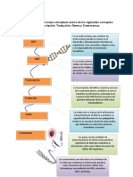 Mapa conceptual de ADN, ARN, genes y cromosomas