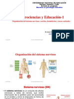 1 NEUROCIENCIAS Y EDUCACIÓN Organización Del Sistema Nervioso Cerebro, Hemisferios y Areas Corticales