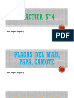 PLAGAS DEL MAIZ, PAPA y CAMOTE PDF