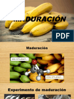 Maduración