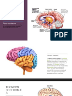 Actividad 10, Infografia Evolucion Del Cerebro Humano