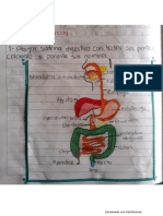 Actividad sistema digestivo María Isabel Vélez 6-2.pdf