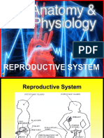 2 Anatomy Reproductive System FINAL