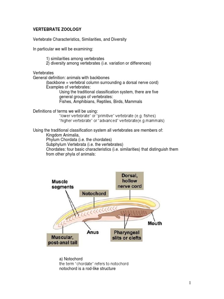 1vertebrate Characteristics 2020 PDF | PDF | Vertebrates | Vertebral Column