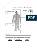 Cienciay Ambiente El Sistema Nervioso