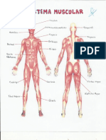 Dibujos sistema oseo y muscular-Marcela maldonado 1352862.pdf