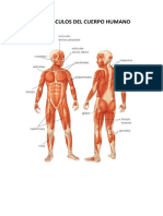 Los Músculos Del Cuerpo Humano