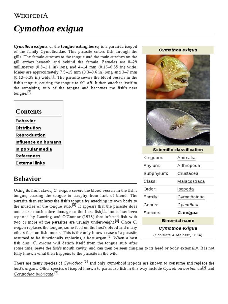 Cymothoa Exigua: Cymothoa Exigua Cymothoa Exigua, or The Tongue-Eating ...