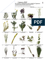 fotos de plantas medicinales de Cajamarca.pdf