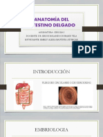 Anatomía Del Intestino Delgado