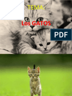 Los Gatos