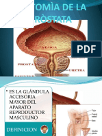 Anatomìa de La Pròstata