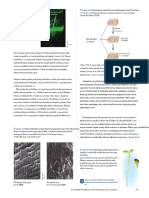 21-Akhir Campbell Materi Jaringan Tumbuhan - En.id PDF