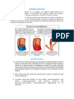 Anatomia de Sistema Vascular PDF