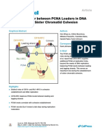 Chormatides cohesinas y PCNA
