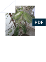 Adaptasi Phalaenopsis Di Tongkat Ijuk #1